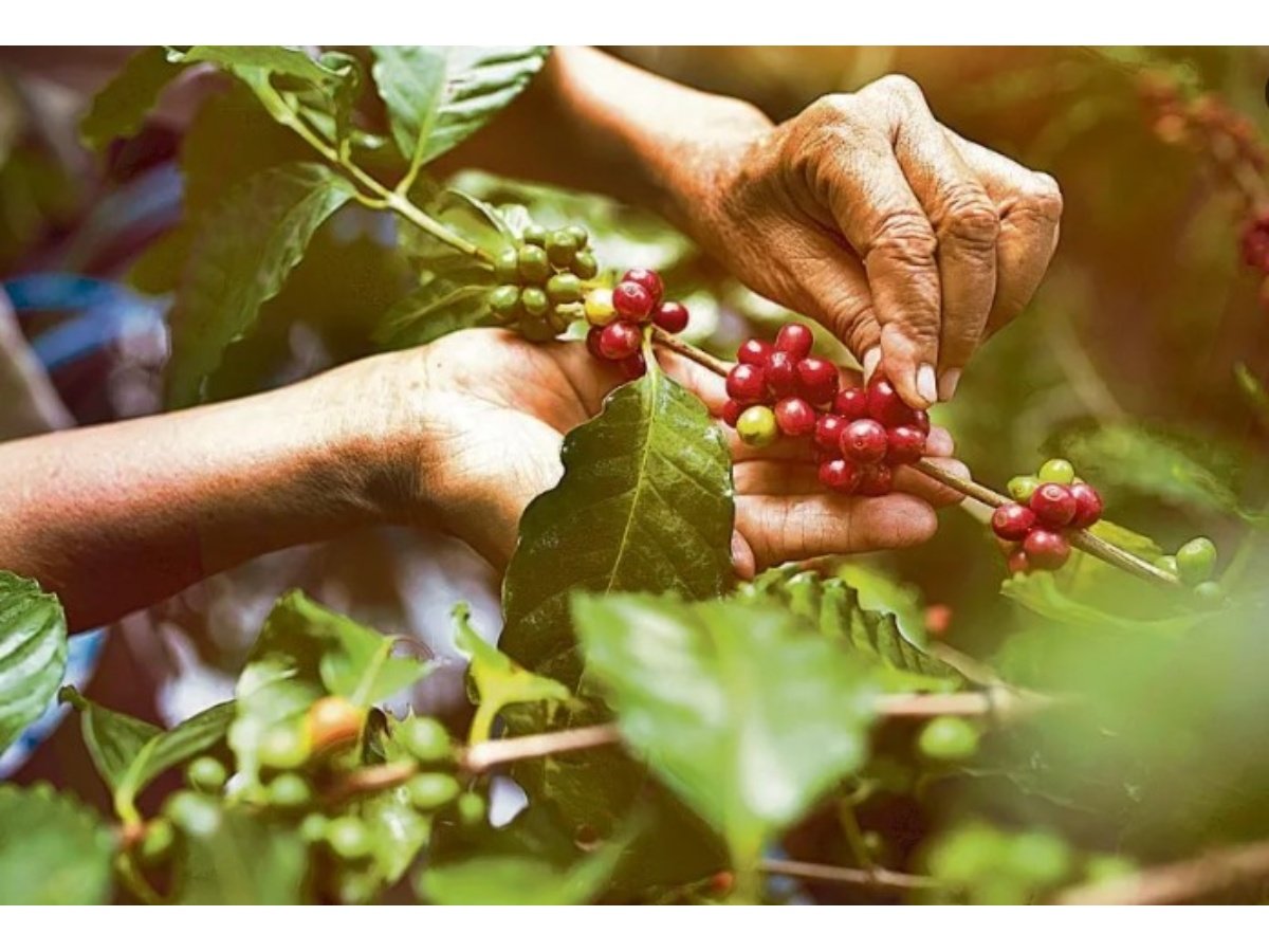 El Salvador triplica sus exportaciones de café y registra ingresos millonarios en enero 2026