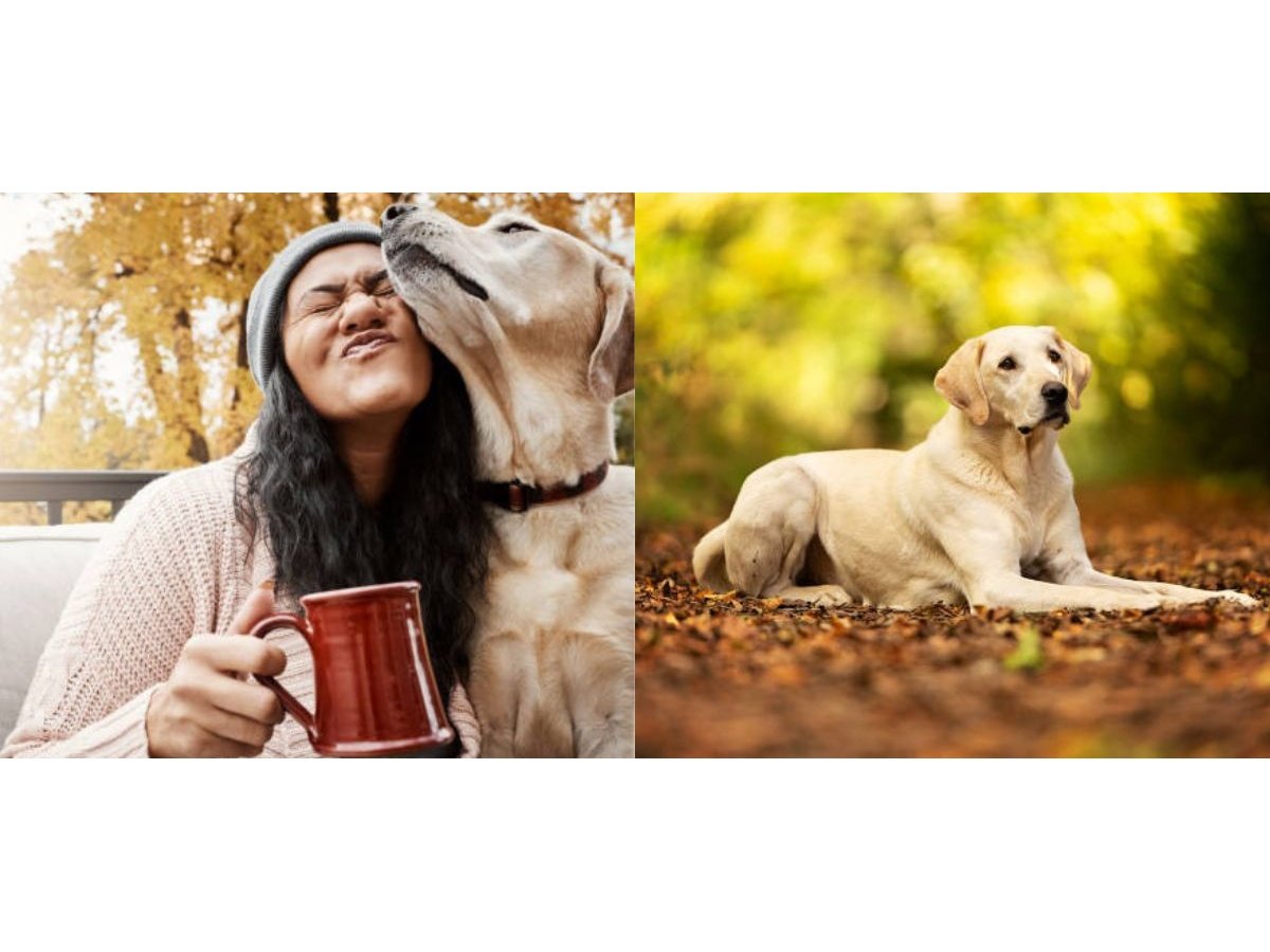 Perro detecta cáncer de mama en etapa temprana y salva la vida de su dueña en EE.UU. Perro detecta cáncer de mama en etapa temprana y salva la vida de su dueña en EE.UU.