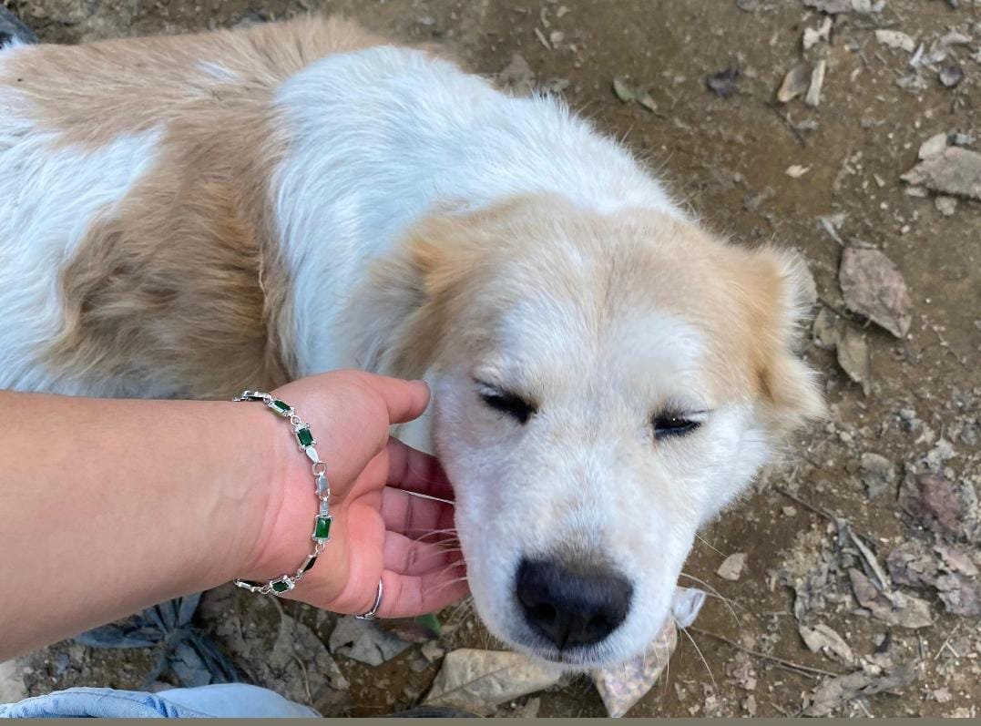 Unidad de Bienestar Animal investiga muerte de perrita Luna en San Bartolomé Milpas Altas
