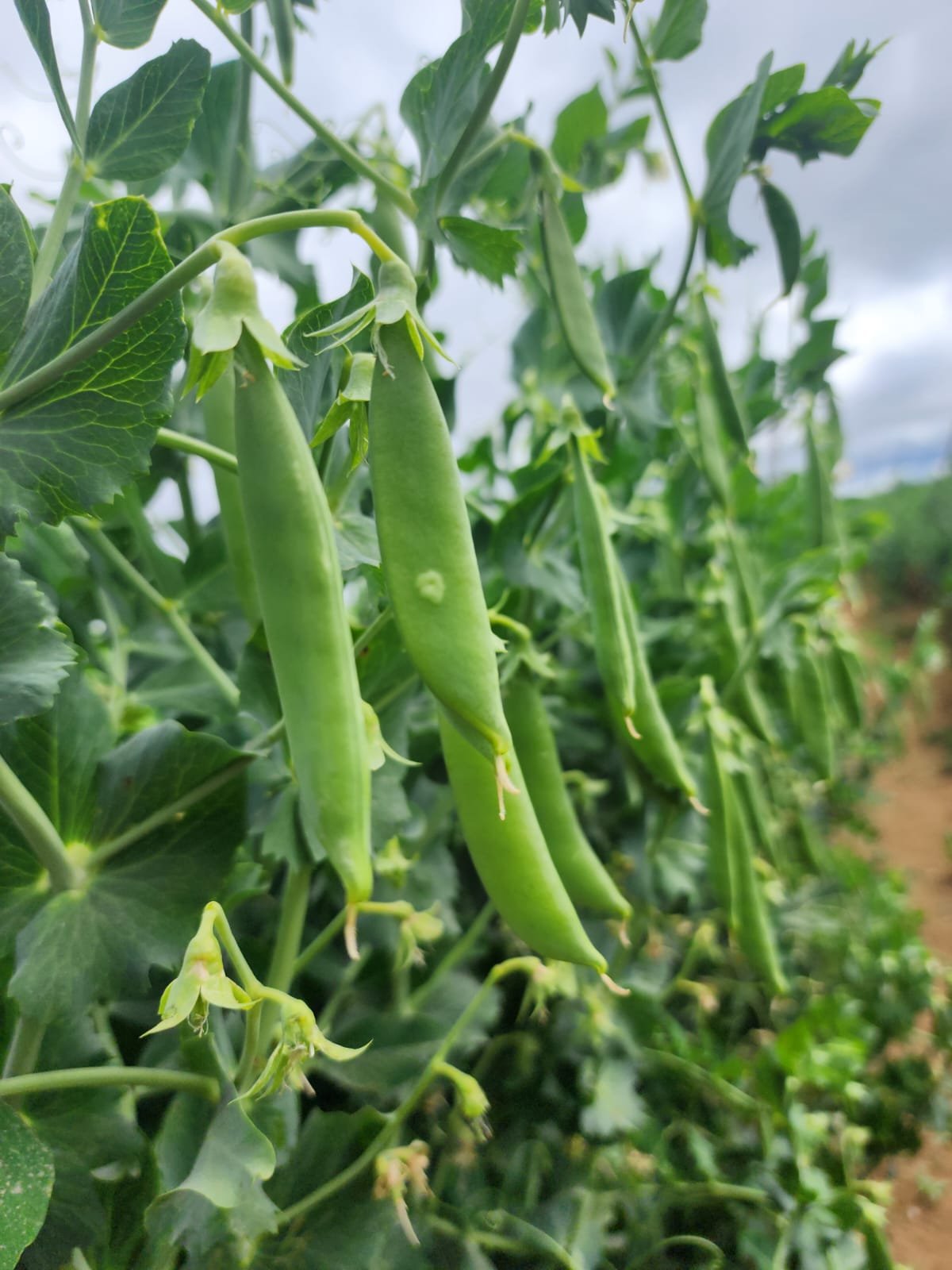 Delegación agrícola guatemalteca busca mitigar impacto del nuevo arancel del 10% en EE. UU.