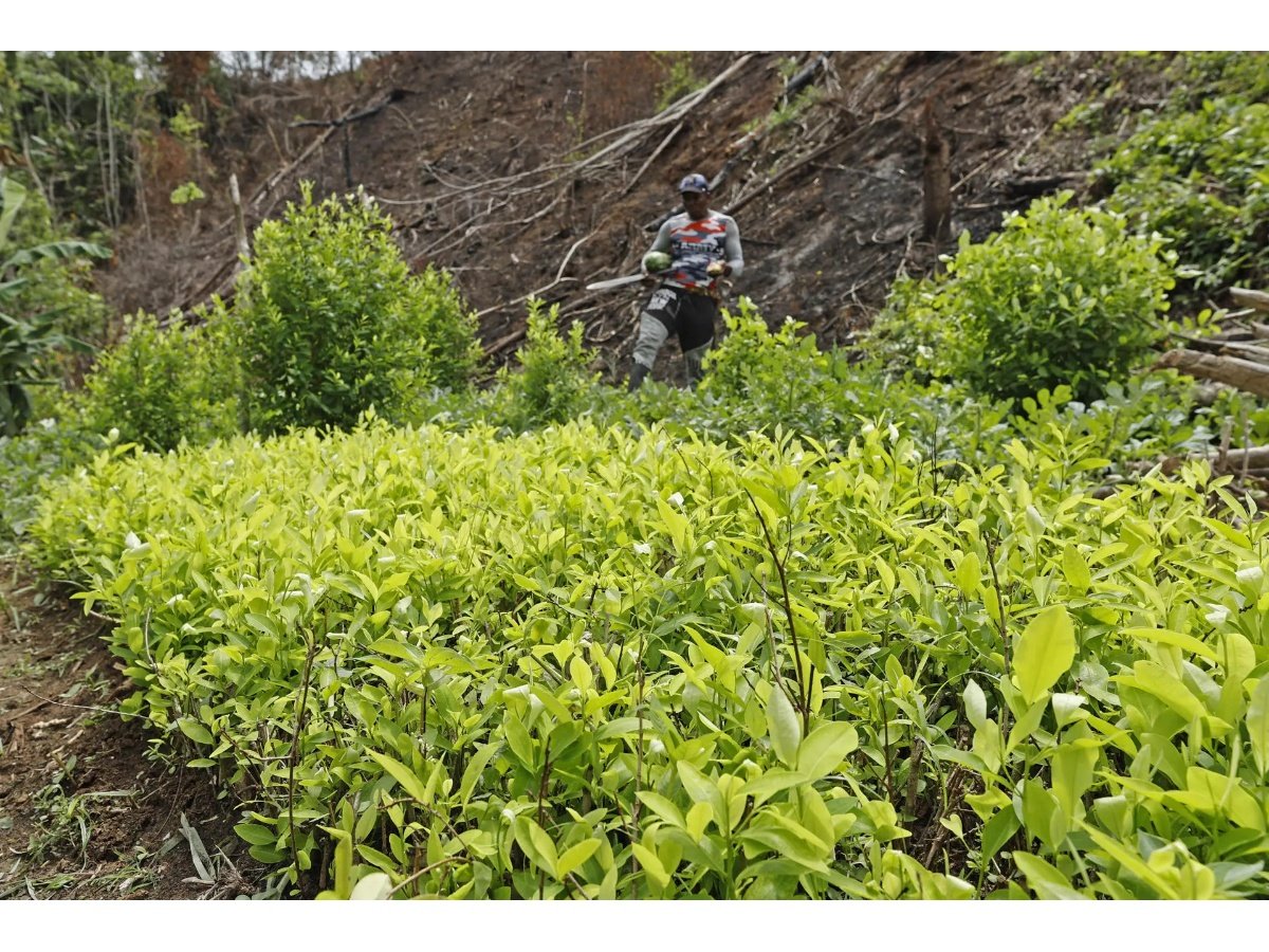 ONU alerta sobre incremento significativo del cultivo de coca en América Central