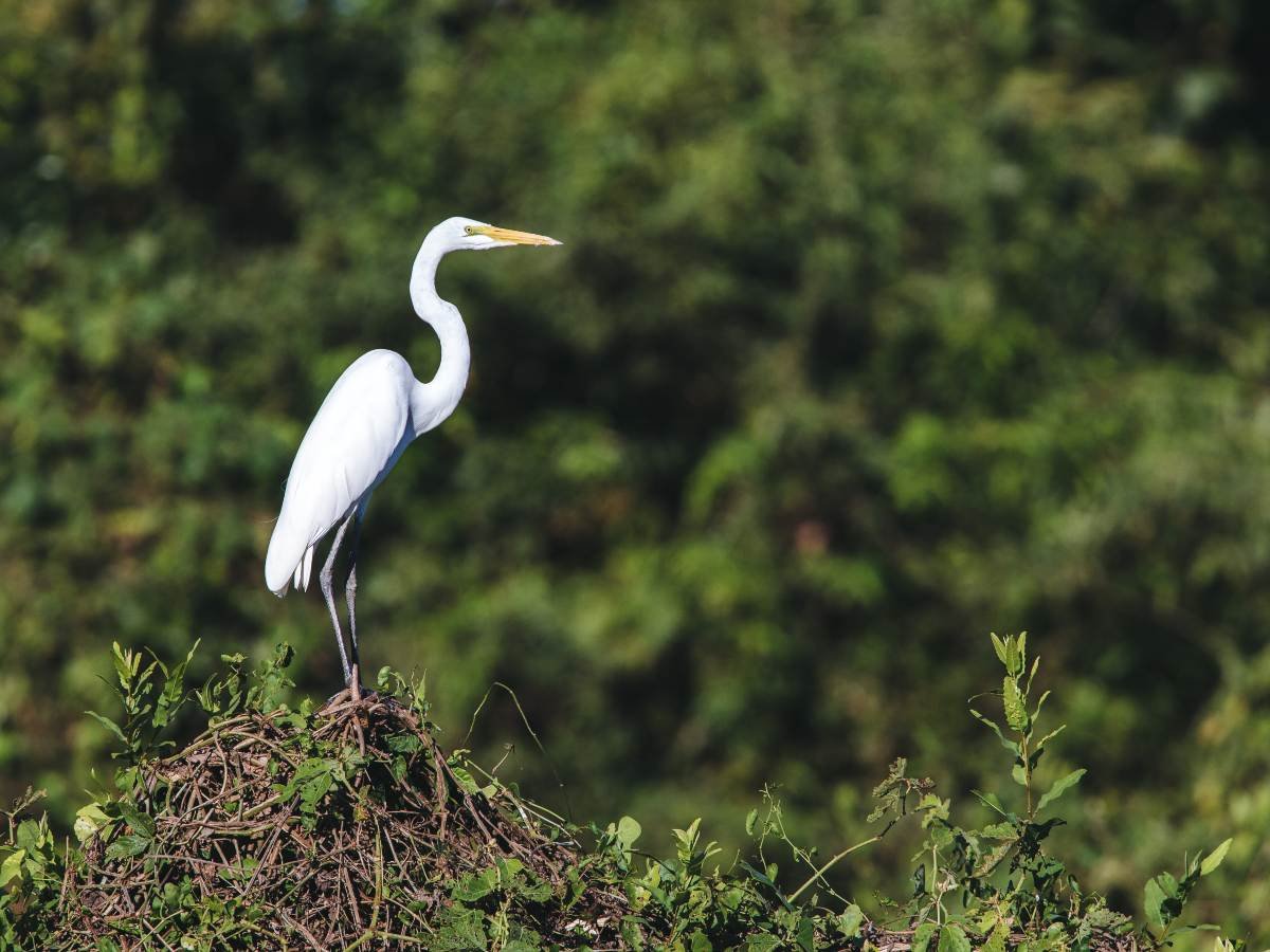 El Salvador se posiciona en el top 10 mundial por biodiversidad en relación a su superficie terrestre