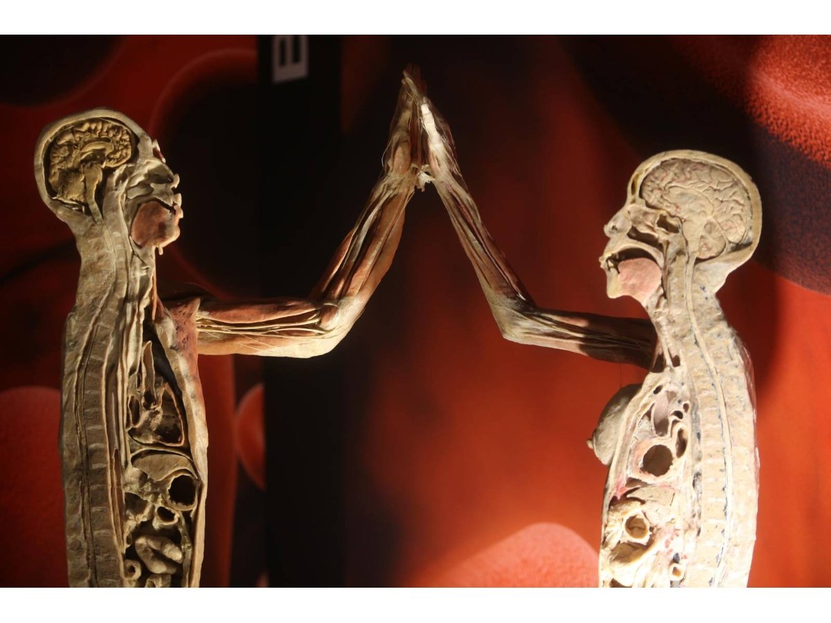 Exposición BODIES extiende su permanencia en El Salvador para explorar el cuerpo humano