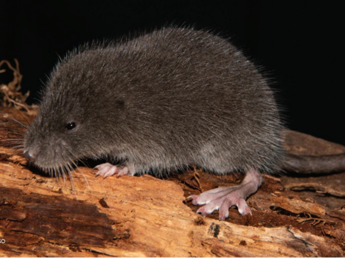 Descubren nueva especie de roedor semiacuático en los Andes peruanos