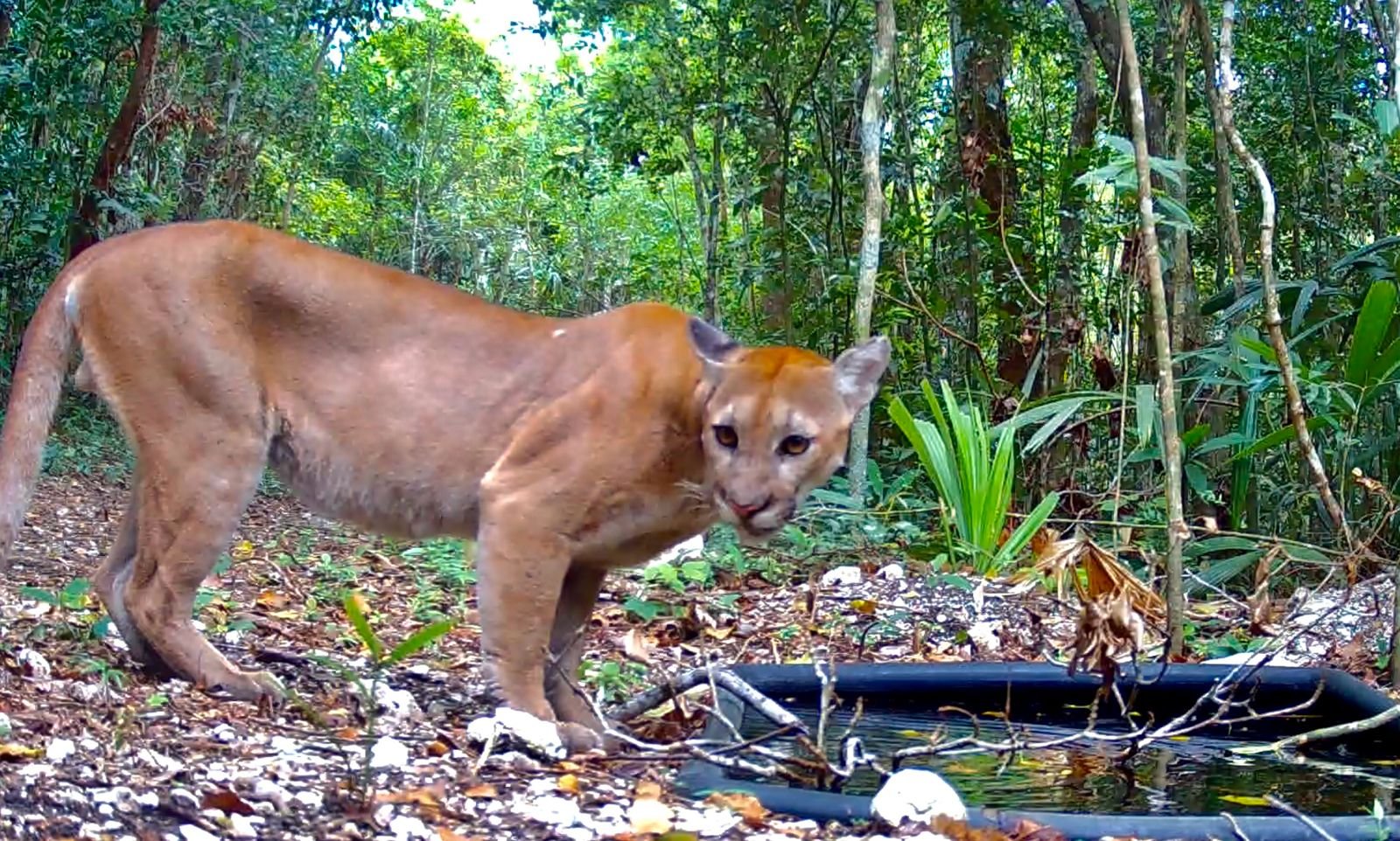 Documental destaca labor del Grupo Élite Génesis en la protección de la Selva Maya en Guatemala