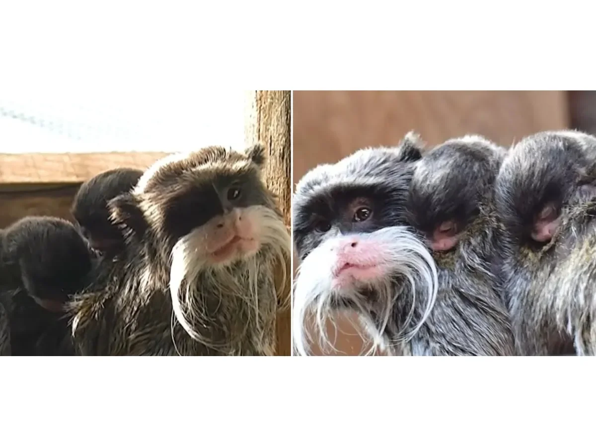 Nacimiento de gemelos tamarinos emperador en el Bioparco de Roma destaca singular cuidado paterno