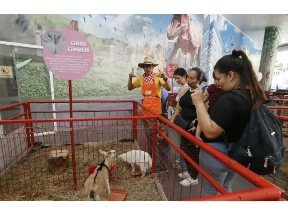 Reabre la exhibición \'La Granjita\' en Museo Tin Marín para promover educación animal y rural