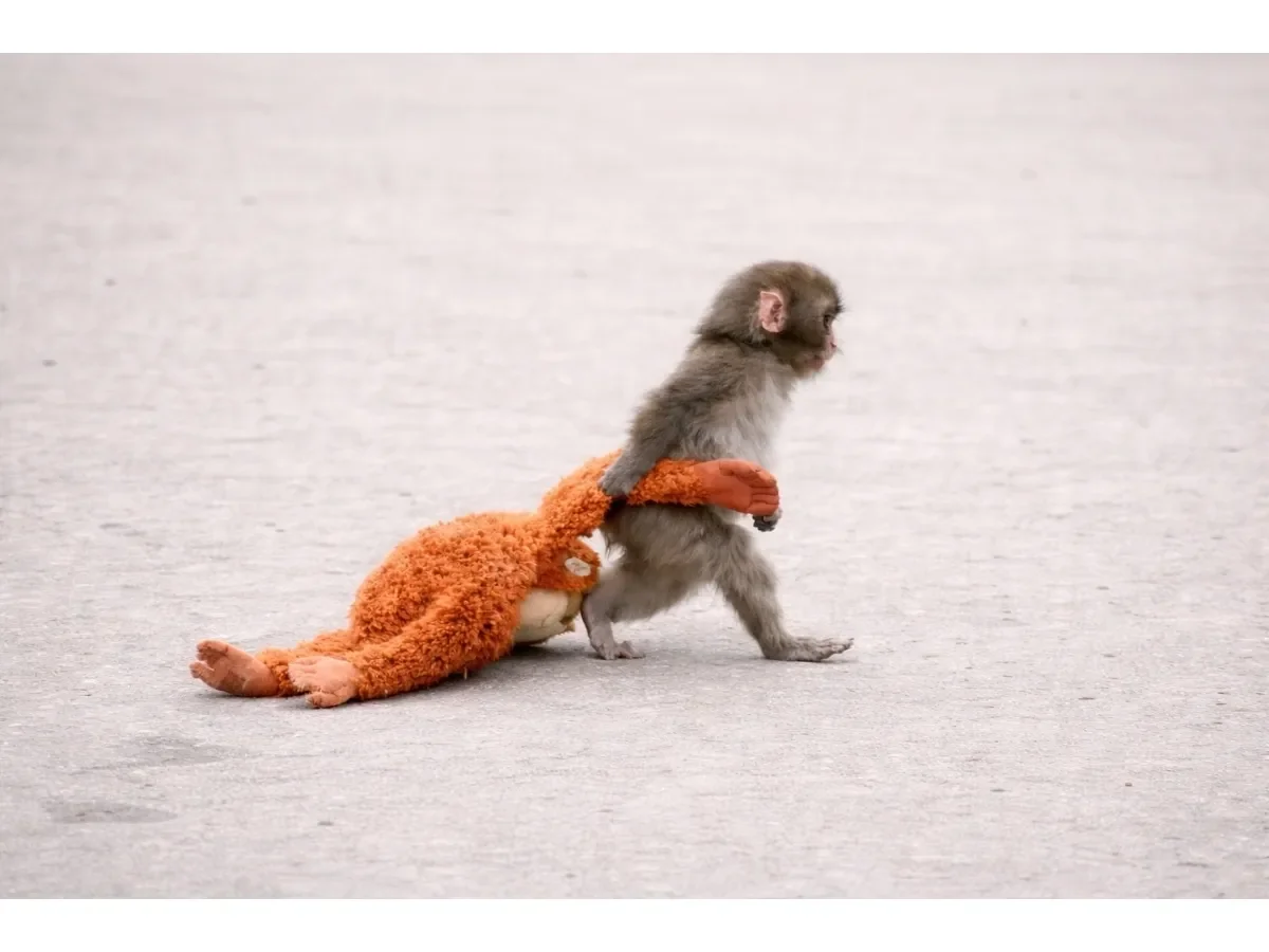 El peluche DJUNGELSKOG de IKEA se convierte en símbolo de resiliencia tras viralizarse la historia de Punch El peluche DJUNGELSKOG de IKEA se convierte en símbolo de resiliencia tras viralizarse la historia de Punch