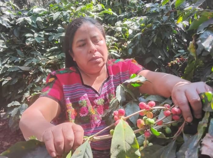 Gloria Estela González: Emprendedora guatemalteca impulsa su familia con avicultura y café en Chimaltenango