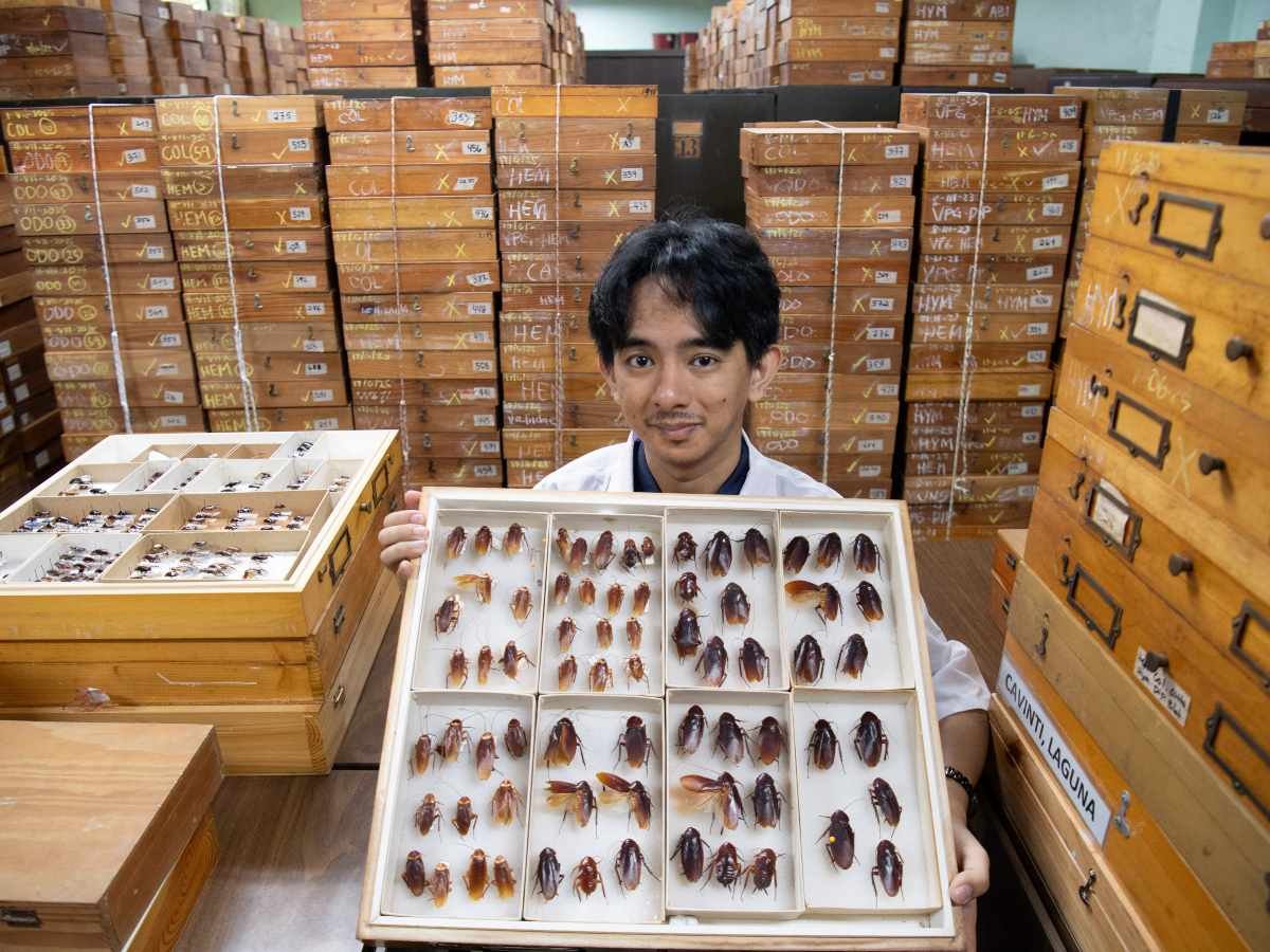 Cristian Lucanas y la importancia ecológica de las cucarachas en Filipinas Cristian Lucanas y la importancia ecológica de las cucarachas en Filipinas