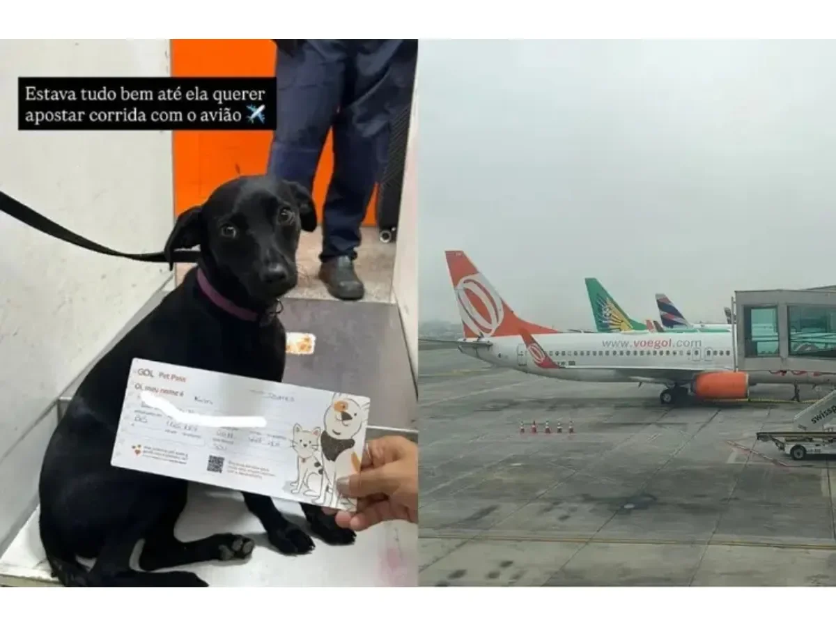 Perro se escapa en aeropuerto de São Paulo y paraliza operaciones por minutos