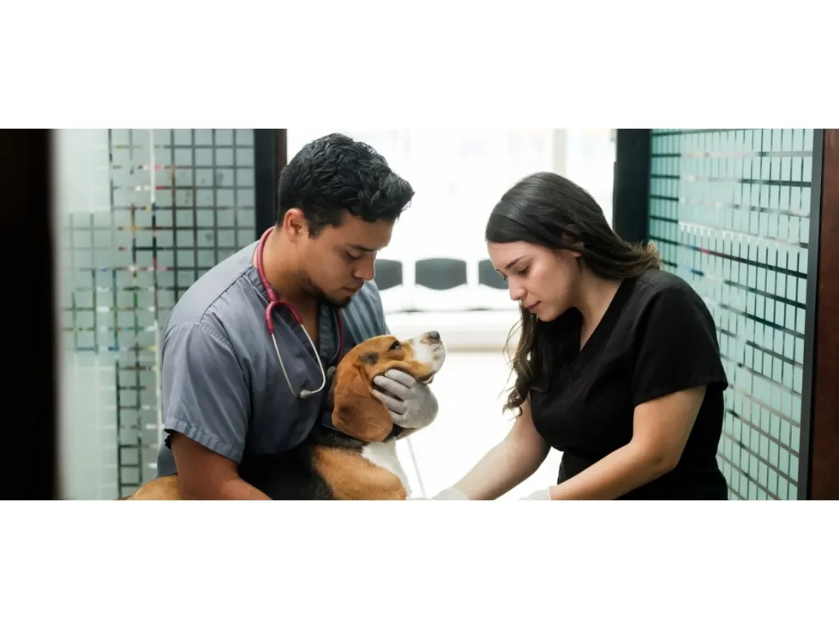 Síntoma en perros que podría indicar una enfermedad mortal y que dueños suelen ignorar