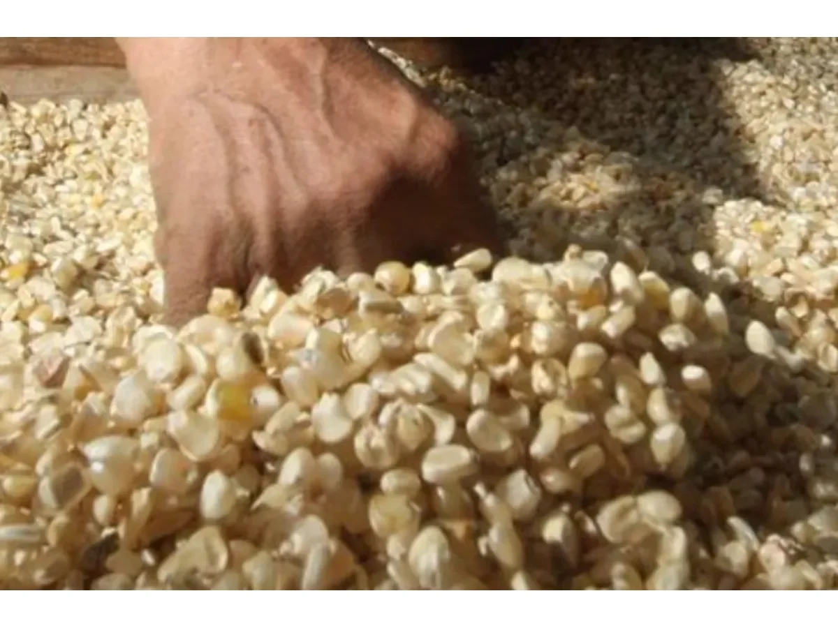 Autoridades detectan quintal de maíz blanco hasta en $32 en mercados salvadoreños