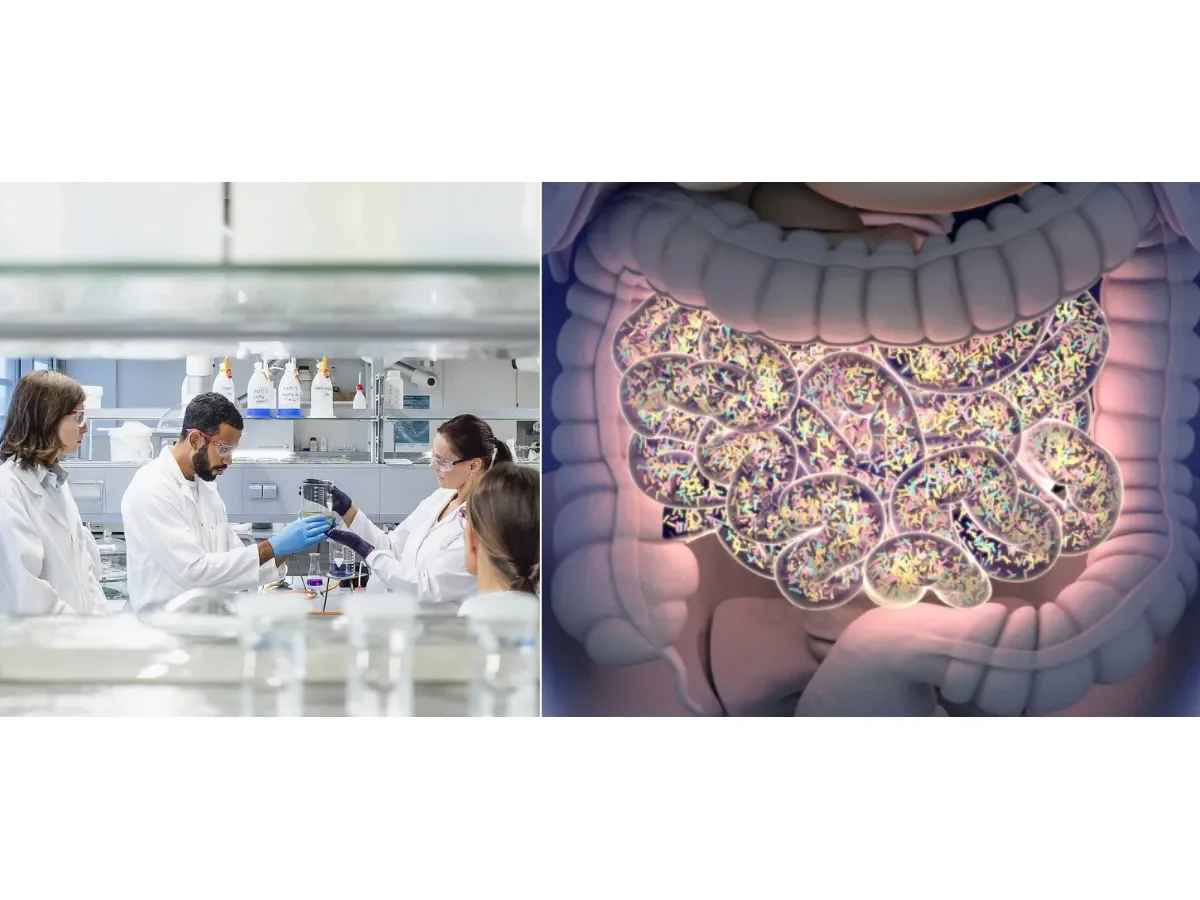 Estudio revela que bacteria intestinal podría acelerar la pérdida de memoria vinculada al envejecimiento