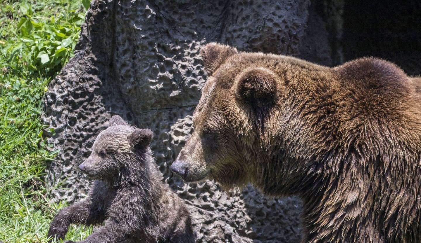 Zoológico La Aurora: horarios, precios y parqueos para Semana Santa 2026