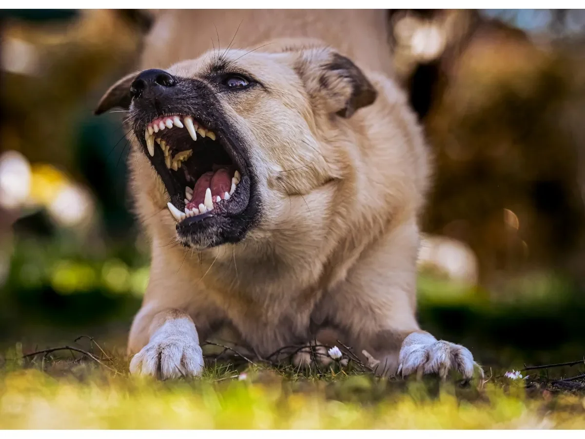 Dueño de perro en Soyapango deberá pagar $765 por ataque que causó lesiones a una persona