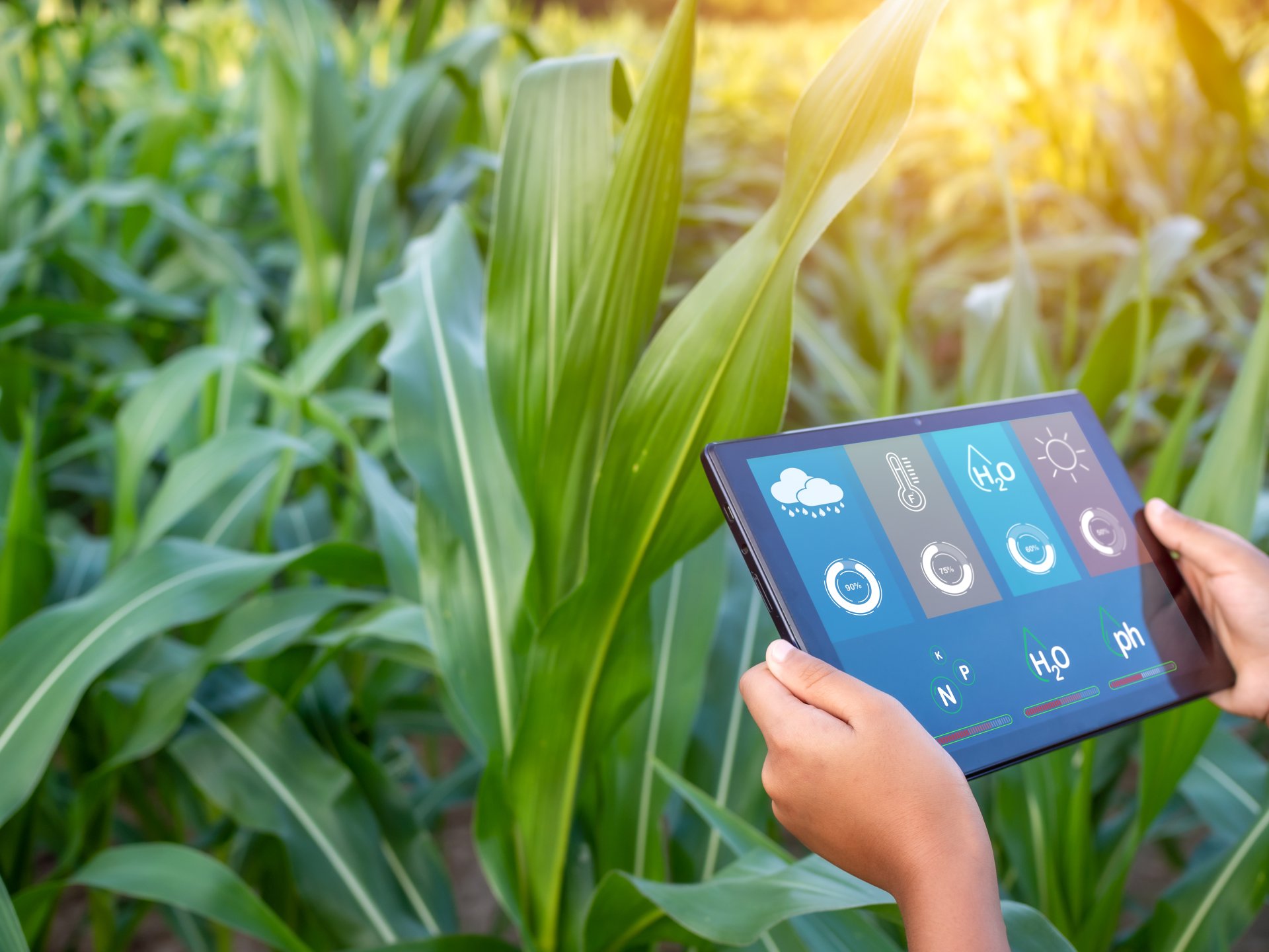 Productores guatemaltecos implementan tecnología para optimizar precios y rentabilidad agrícola