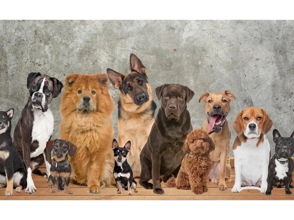 Las 10 razas de perro más populares en Estados Unidos según el American Kennel Club