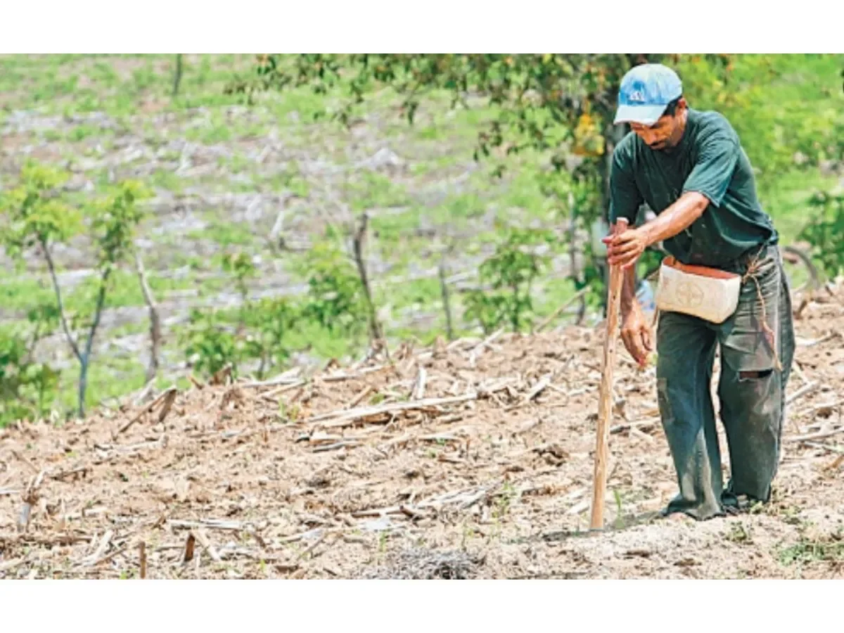 PMA alerta sobre posible sequía que impactaría la producción de granos en El Salvador y la región