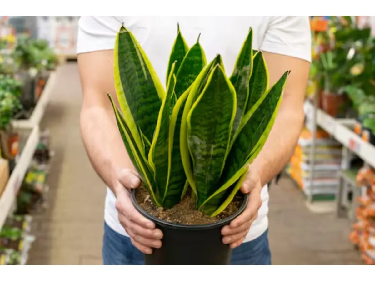 Lengua de suegra: cuidado y beneficios del riego con cerveza para esta planta de interior
