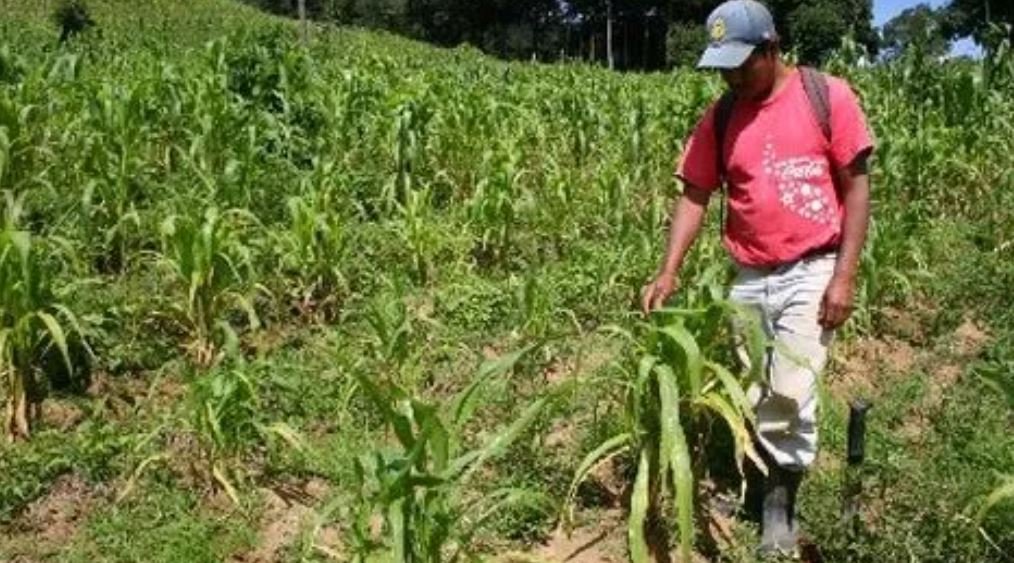 Impactos del conflicto en Medio Oriente elevan costos agrícolas y fertilizantes en Guatemala