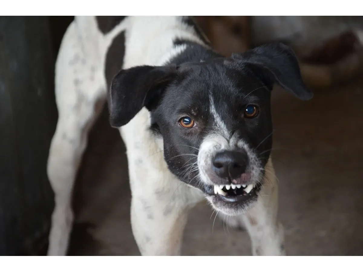 Responsabilidad legal por perros agresivos en El Salvador: multas y medidas de control