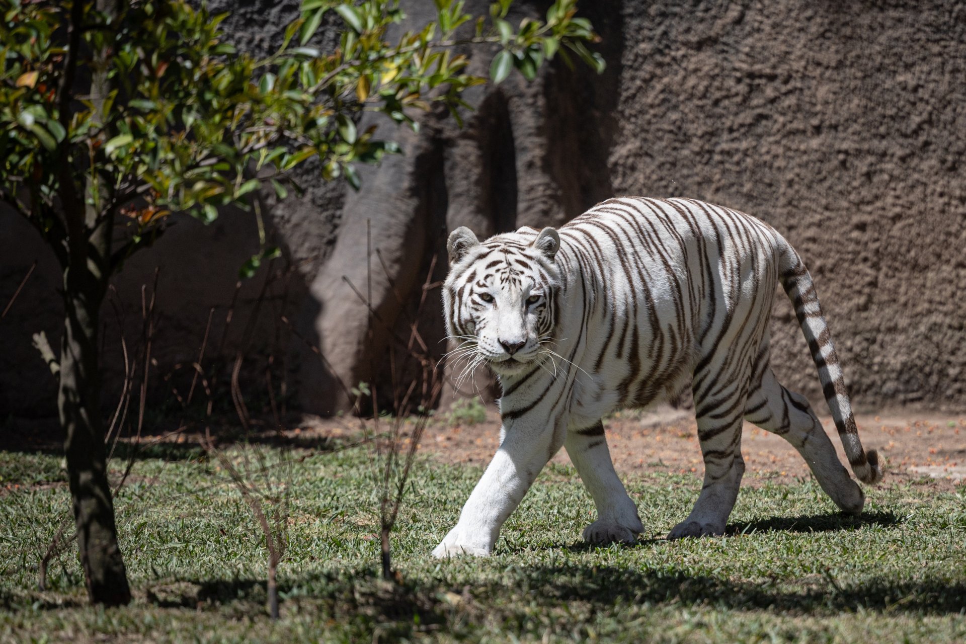 Fallece Romina, la emblemática tigresa de Bengala del Zoológico La Aurora en Ciudad de Guatemala