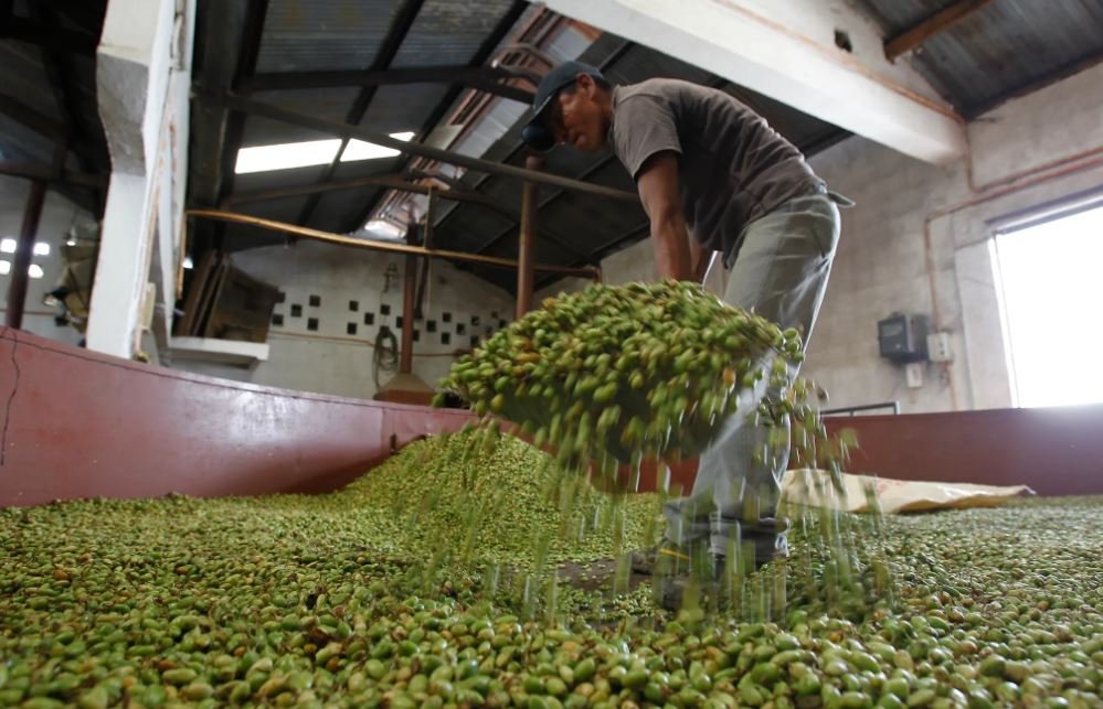 Exportaciones de cardamomo guatemalteco se detienen por conflicto en Medio Oriente