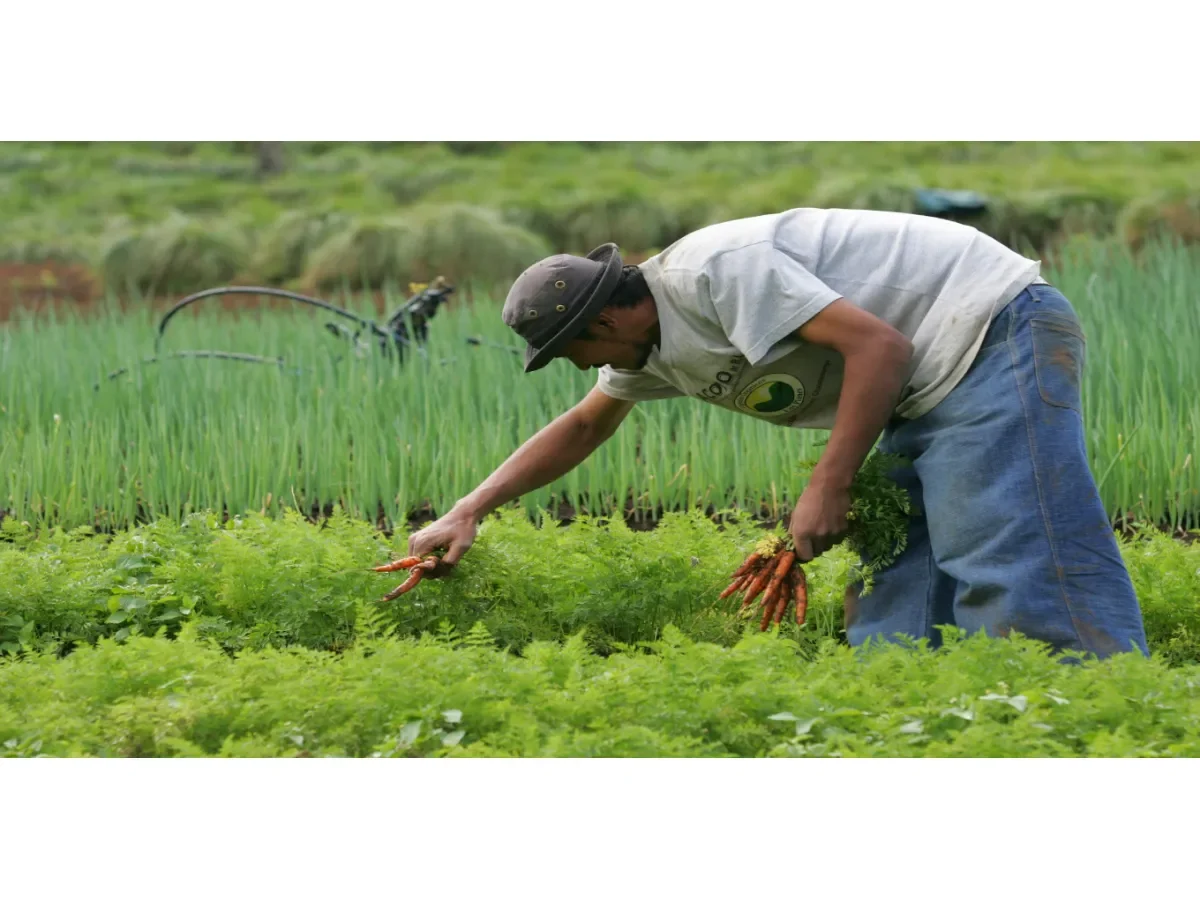 Estados Unidos incrementa trabajadores agrícolas temporales y reduce sus salarios hasta 32 %