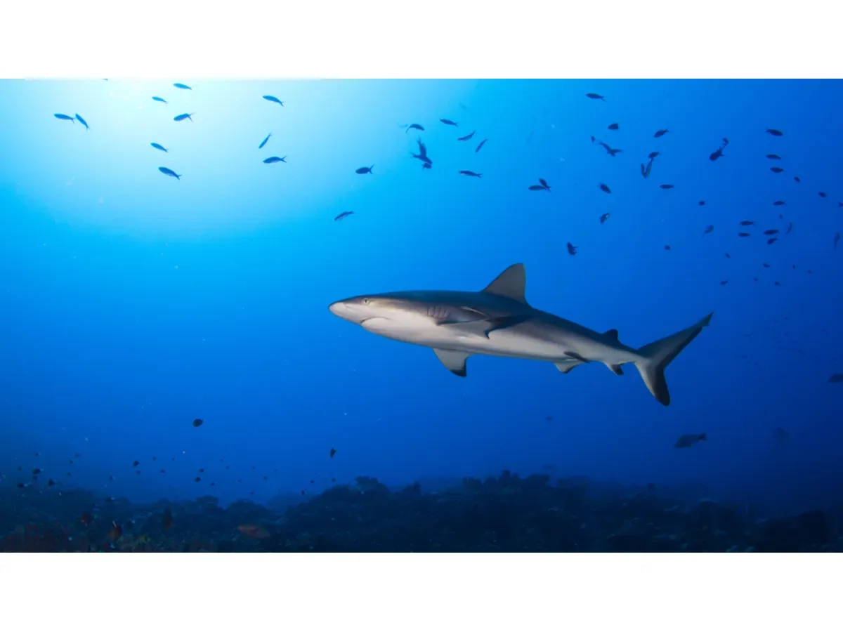 Contaminación química impacta a tiburones en Bahamas: hallan cocaína y medicamentos en sangre marina