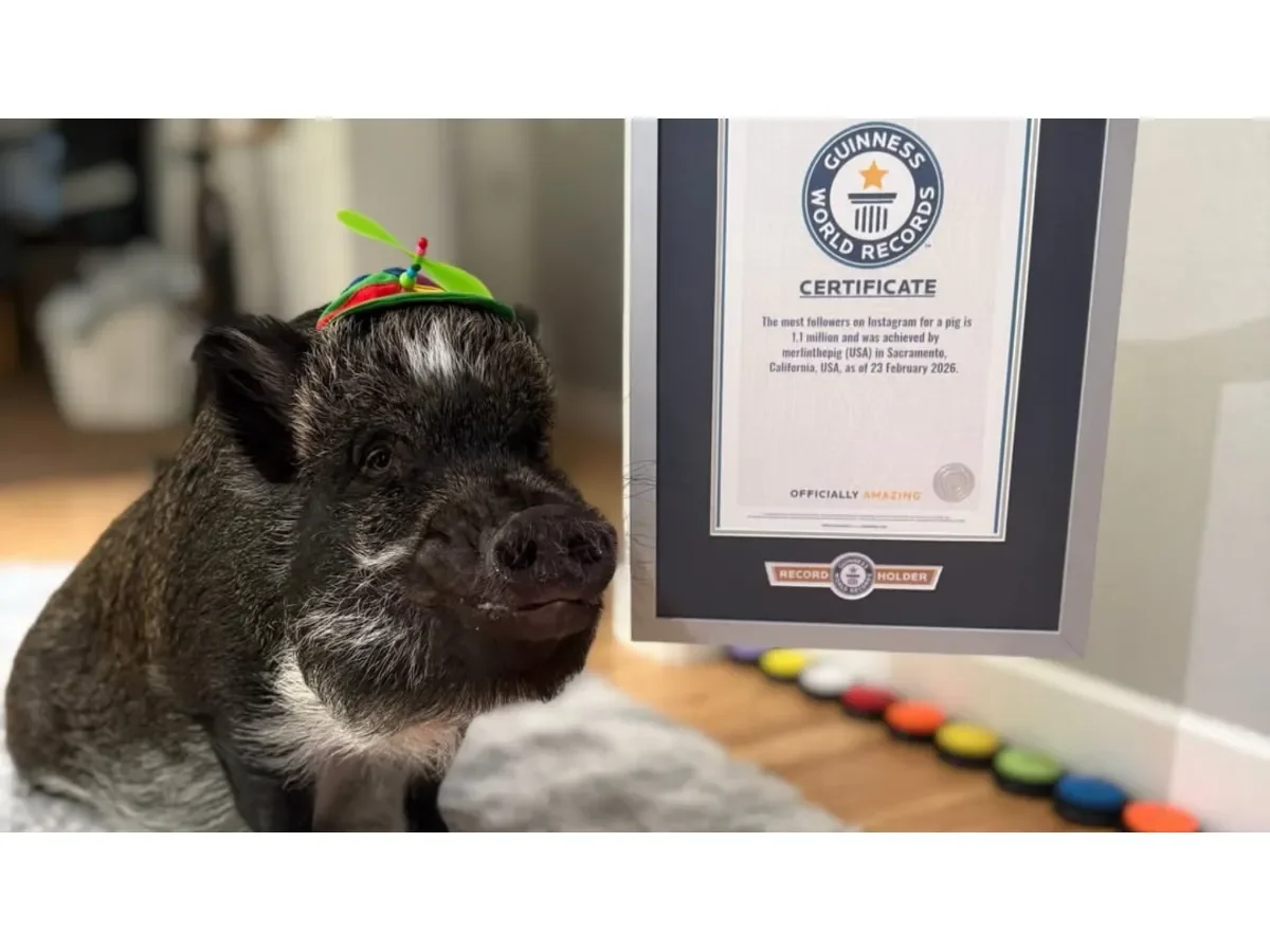 Merlín, el cerdo vietnamita que rompió un récord Guinness por su comunicación única