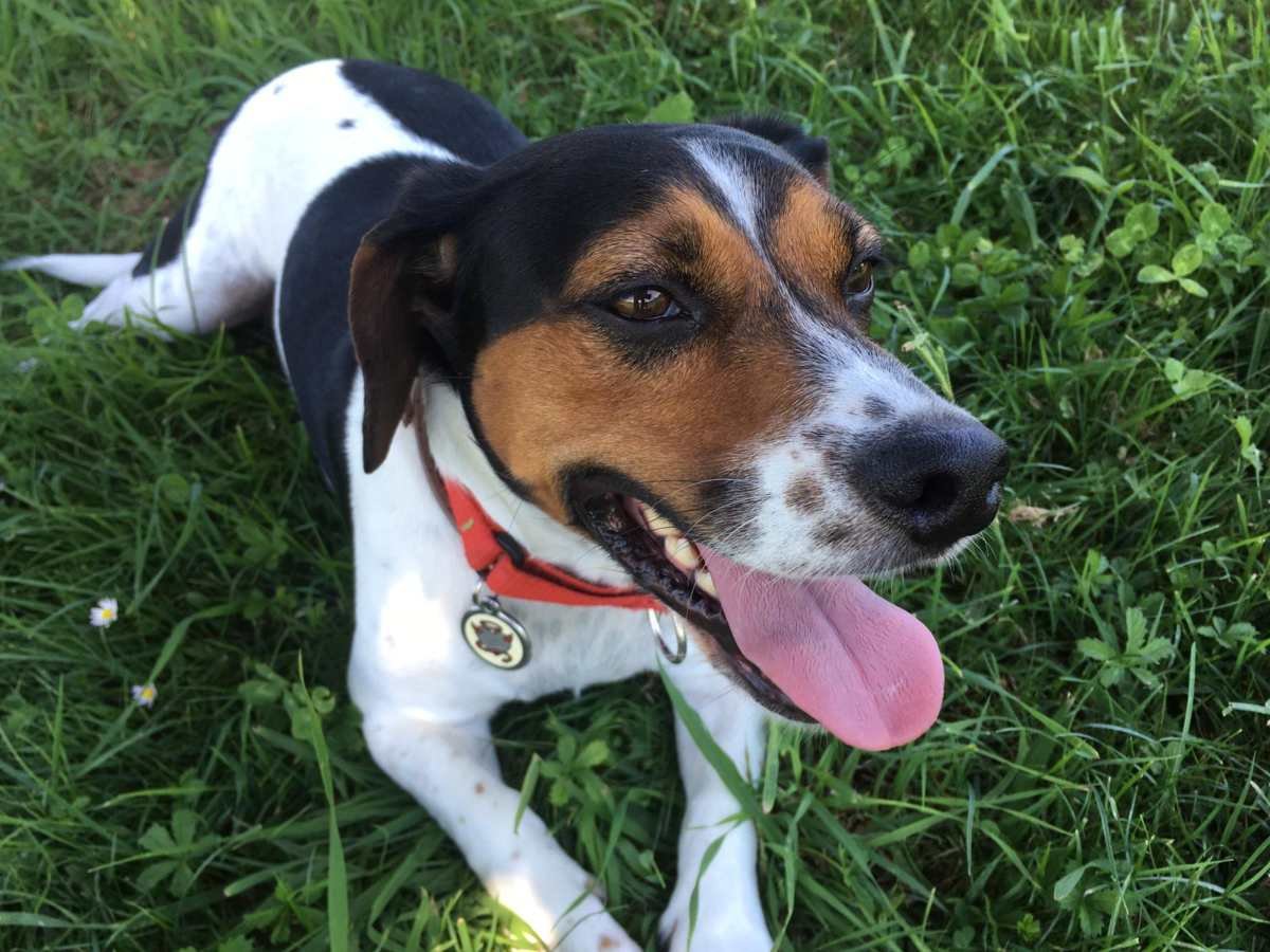 Italia evalúa licencia laboral remunerada para el cuidado de mascotas enfermas y duelo por fallecimiento
