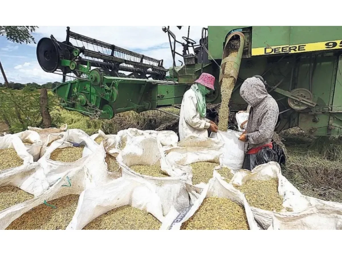 Producción de granos básicos en El Salvador registra caída del 20.9% en 18 años