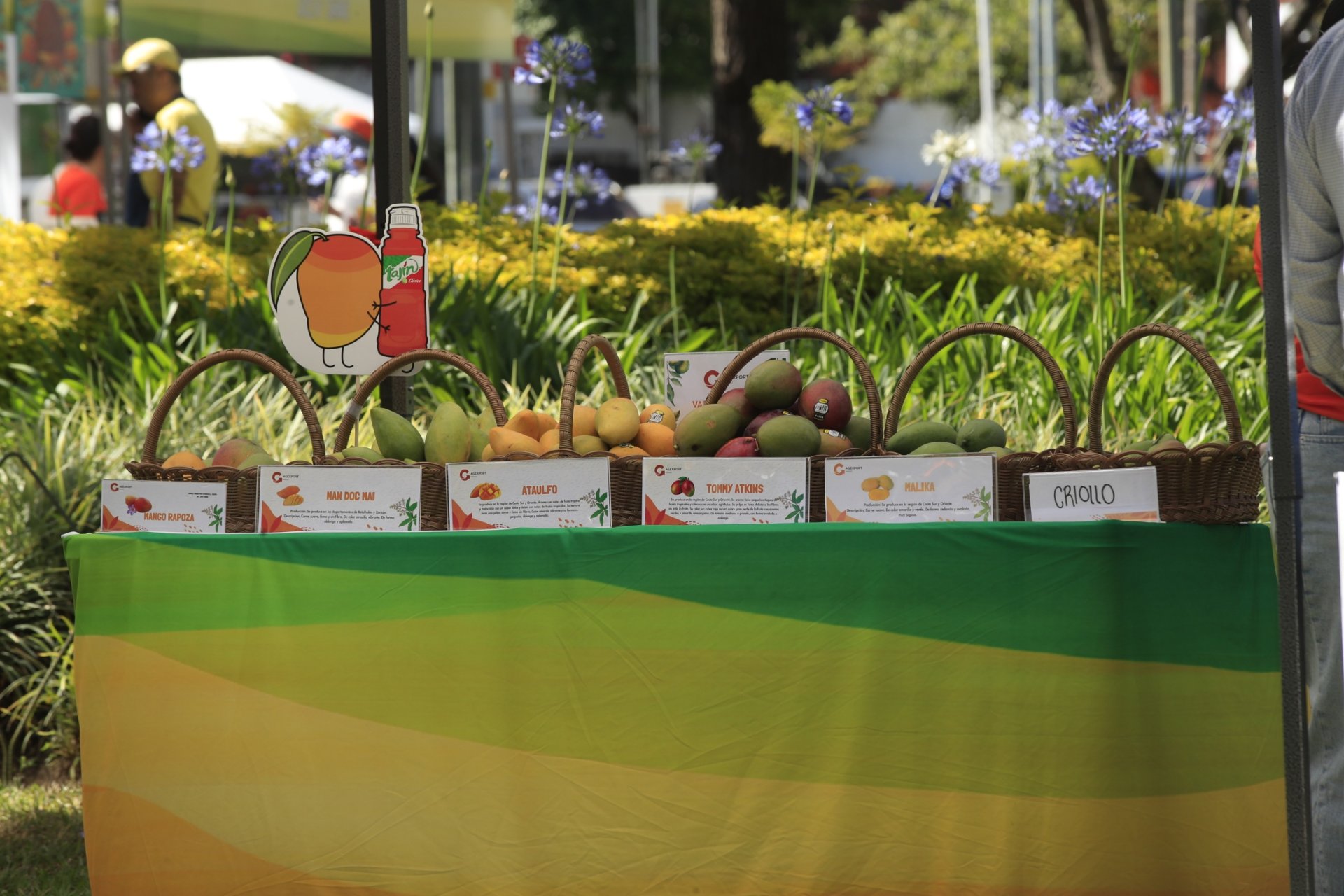 Festival del Mango en Guatemala destaca crecimiento en exportaciones y reúne a familias