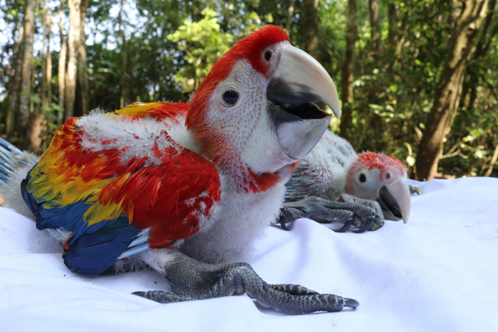 La guacamaya roja resiste la extinción en el Parque Nacional Laguna del Tigre