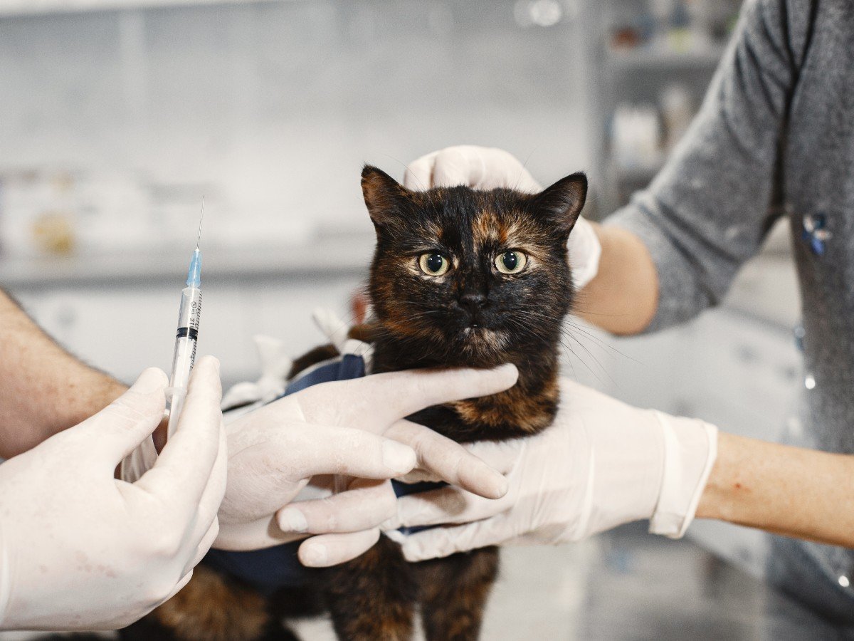 Campaña de esterilización felina en San Miguel busca reducir la sobrepoblación y abandono animal