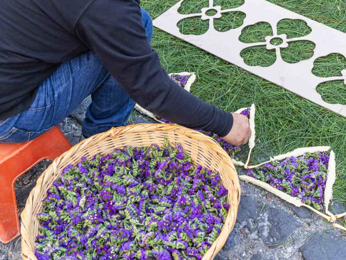 La flor eterna que simboliza la tradición de Semana Santa en Guatemala