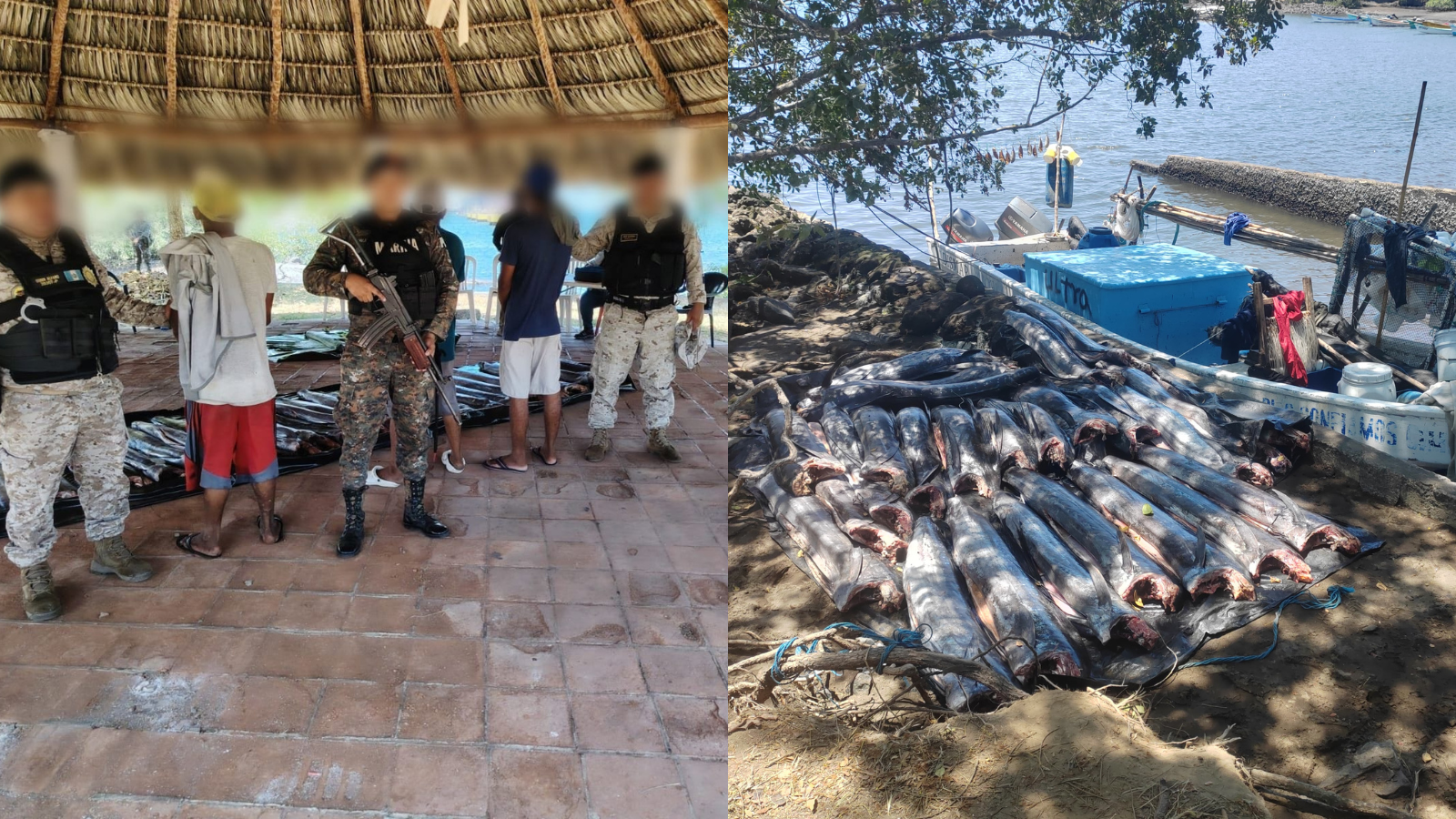 Capturan a tres hombres por pesca ilegal de pez vela en Escuintla con 800 libras incautadas
