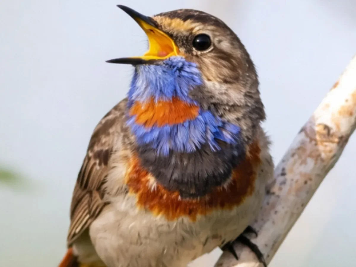 Cómo convertir su jardín en un refugio para aves en tres pasos sencillos Cómo convertir su jardín en un refugio para aves en tres pasos sencillos