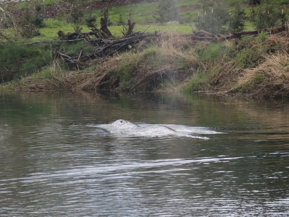 Encuentran muerta a ballena gris tras inusual recorrido de 32 km río arriba en Washington