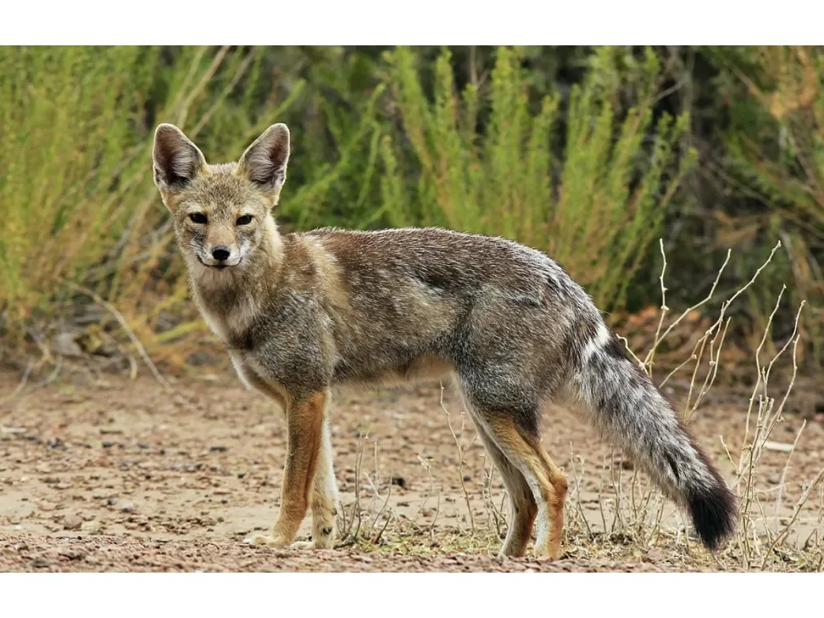 Áreas Naturales Protegidas en El Salvador: Biodiversidad y Especies Destacadas