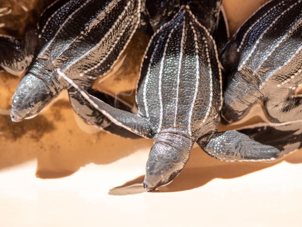 La tortuga baula, la más grande del mundo, anida en playas del Pacífico salvadoreño