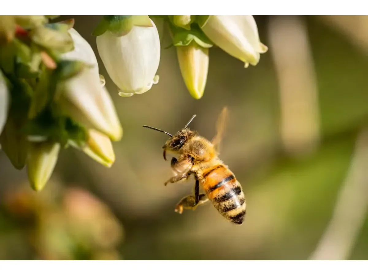 El significado ambiental y simbólico de ver una abeja volar cerca de casa