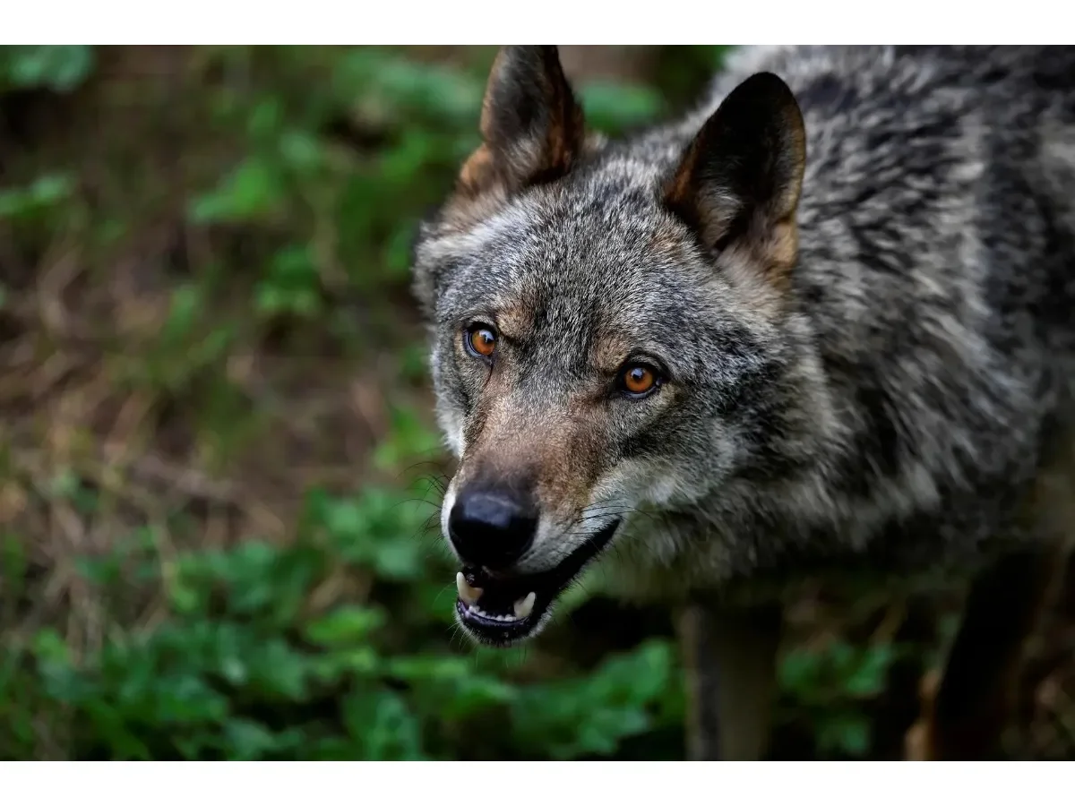 Padres enfrentan cargos tras niño ingresar al recinto de lobos en zoológico de Pensilvania