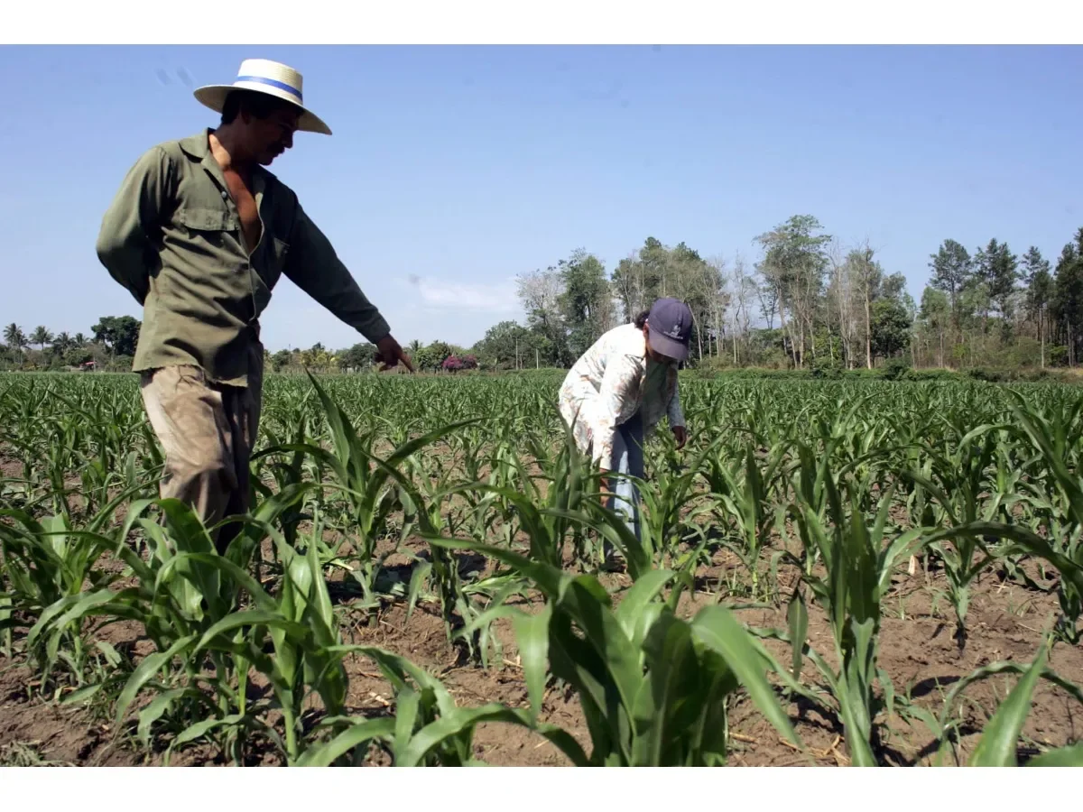 Maíz en El Salvador: Más de 400,000 productores impulsan un cultivo clave para la economía y subsistencia
