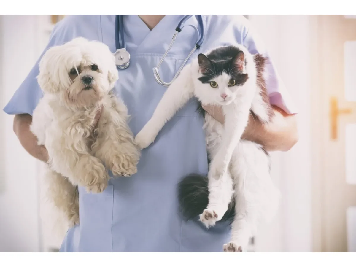 Alimentación preventiva para perros y gatos: claves para reducir el riesgo de cáncer