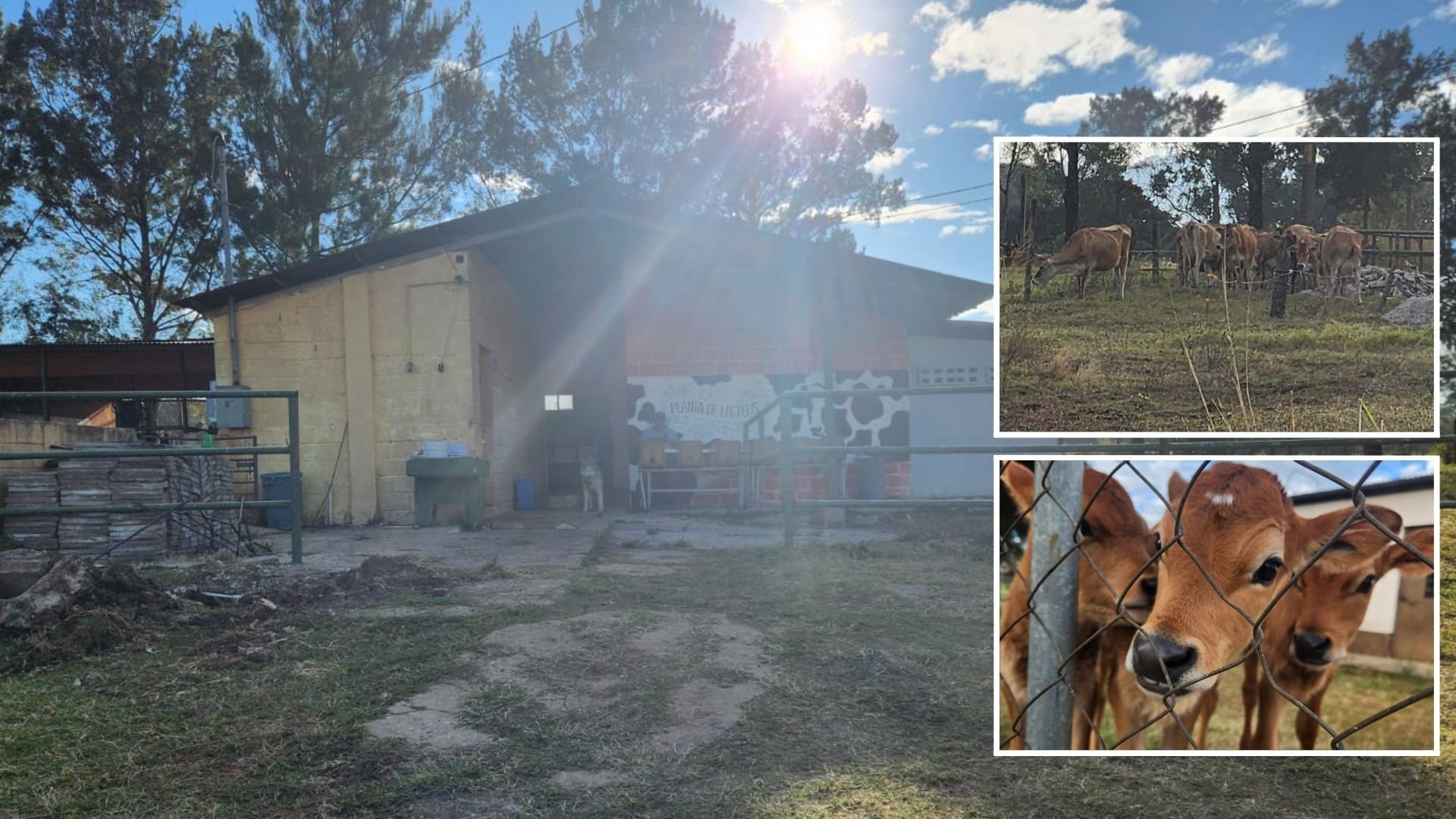Crisis en la USAC: 283 animales en abandono por cierre del campus central