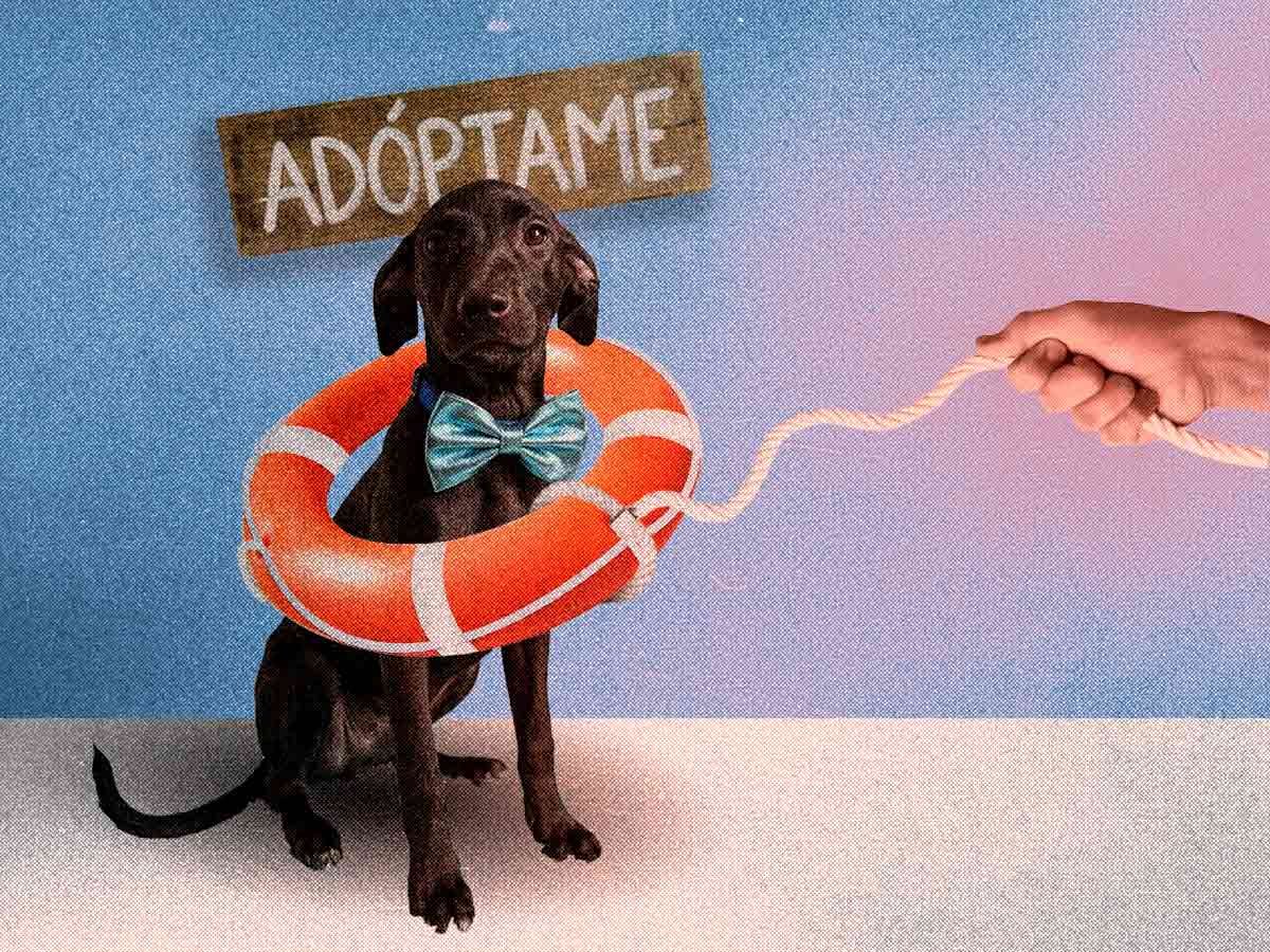 Cachorros rescatados en Santa Tecla buscan un hogar responsable para ser adoptados