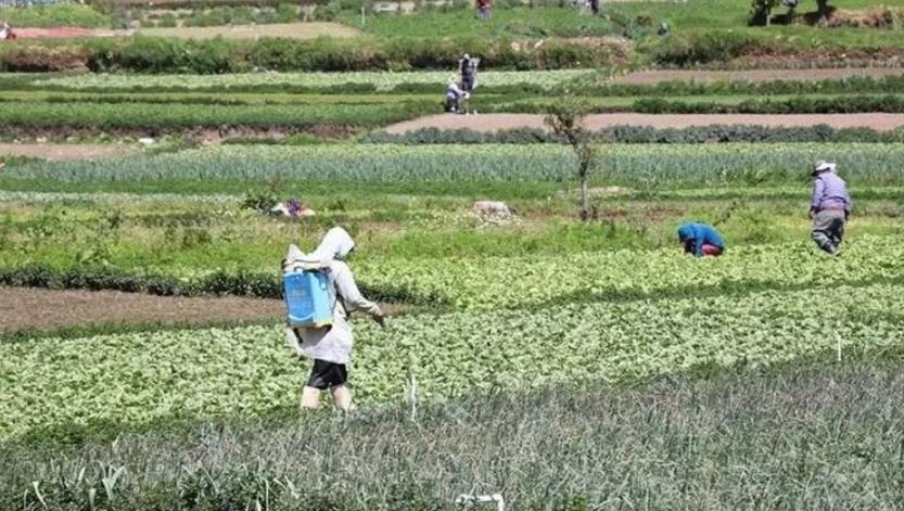 Aumento en costos de combustibles y fertilizantes impacta la agricultura y la inflación en Guatemala