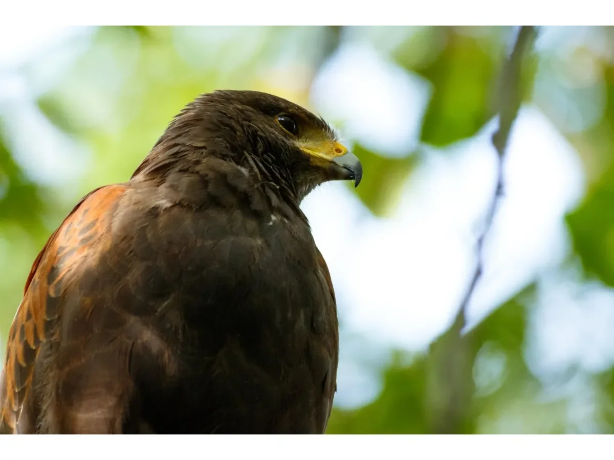 Águila ratonera agresiva genera alarma en Dinant, Bélgica, y autoridades buscan controlarla
